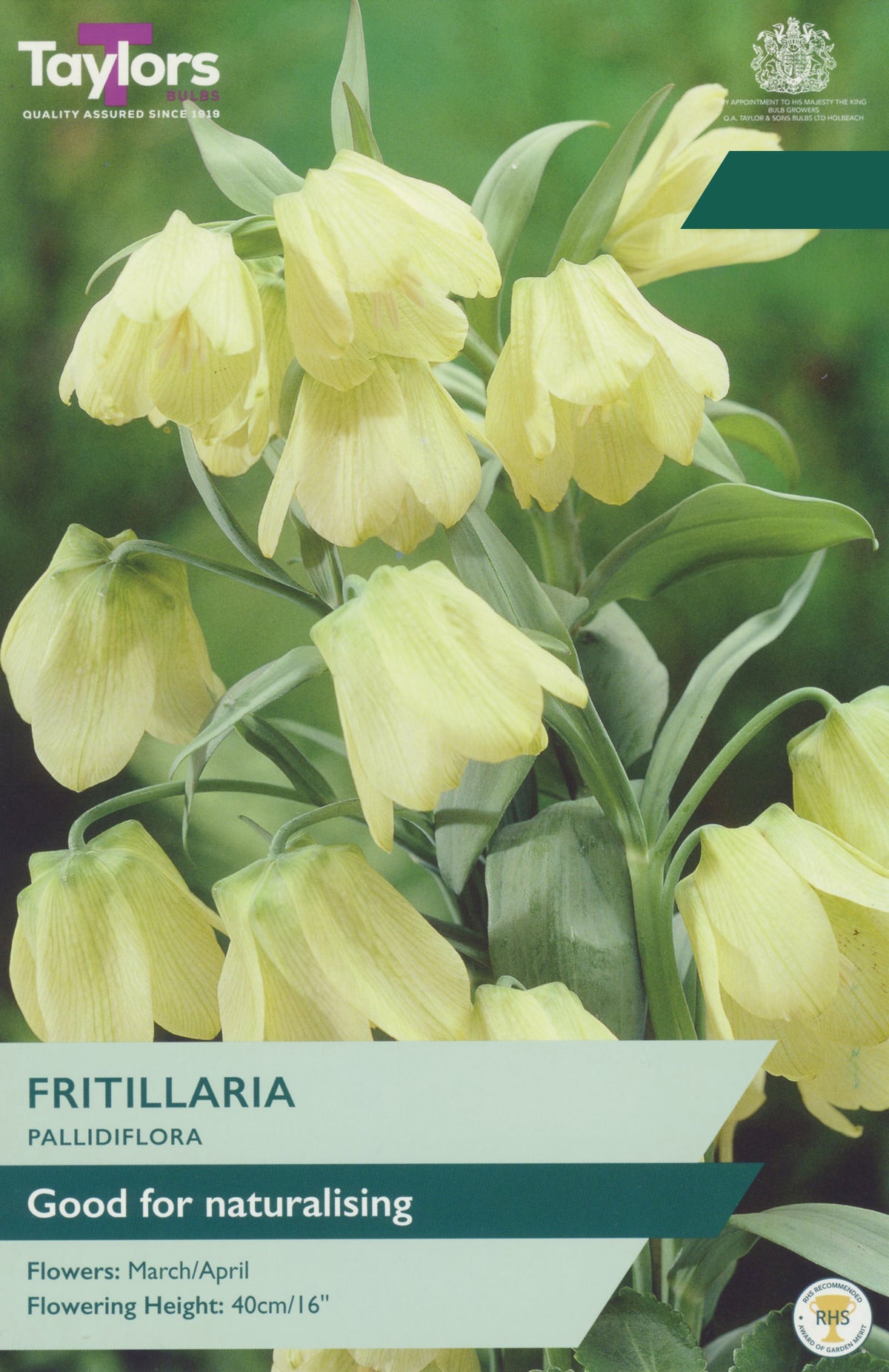 Taylor's Bulbs Choice Pack Fritillaria Pallidiflora