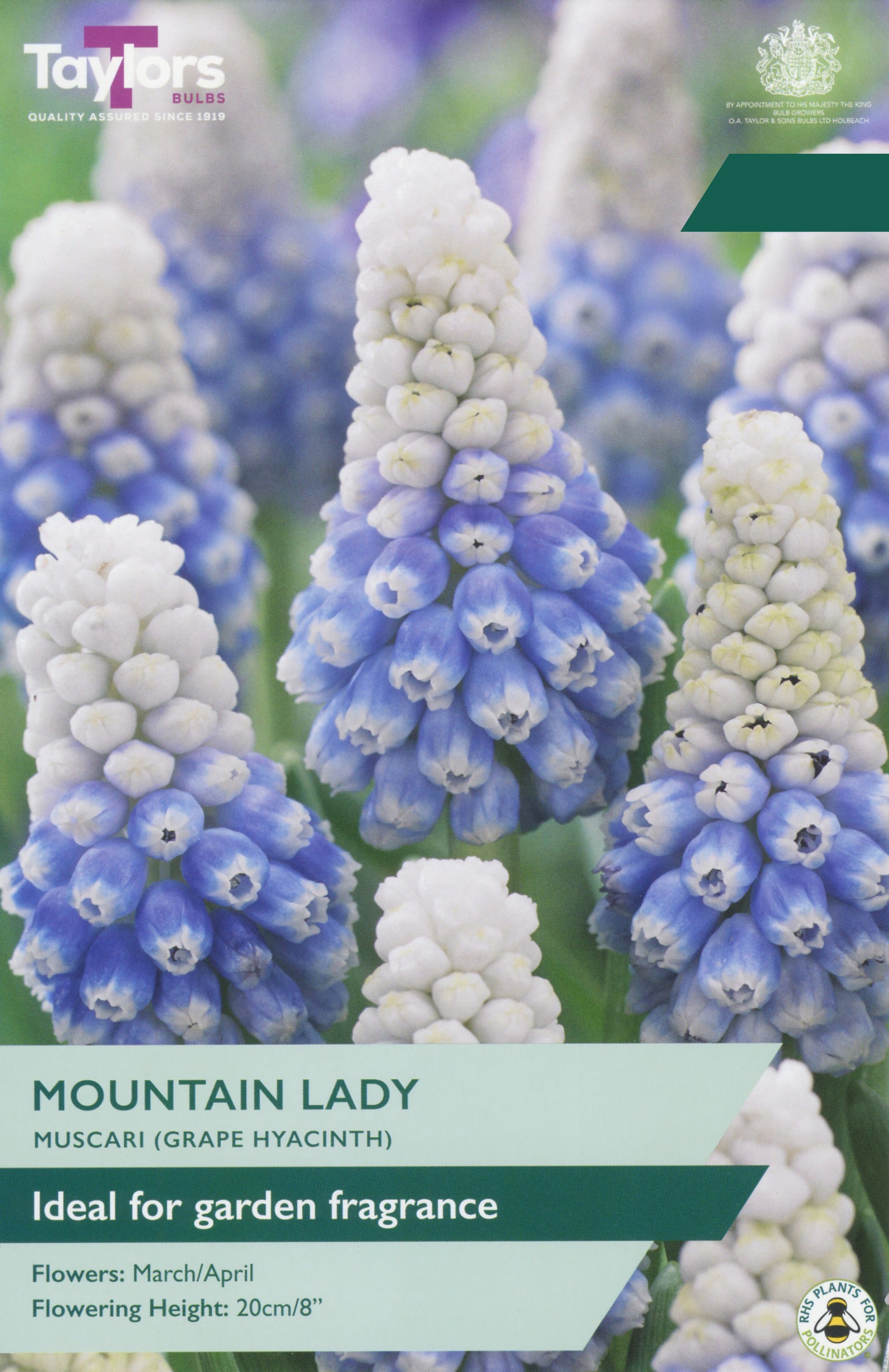 Taylor's Bulbs Choice Pack Muscari Mountain Lady
