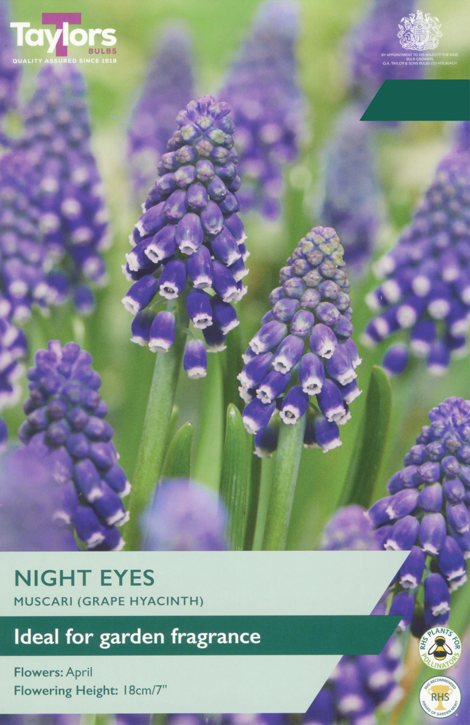 Taylor's Bulbs Choice Pack Muscari Night Eyes