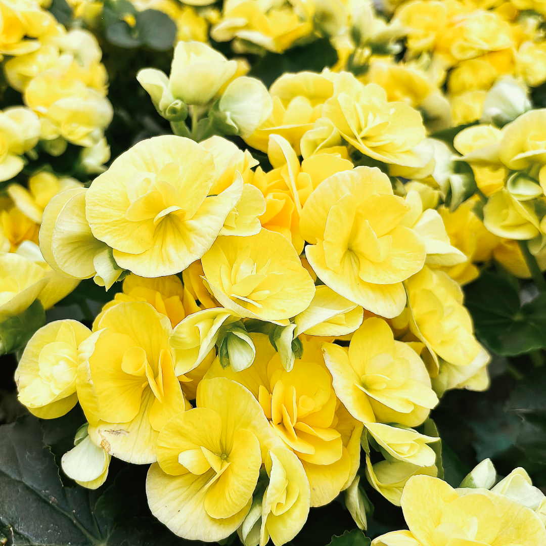 Begonia Illumination Trailing Lemon 10.5cm