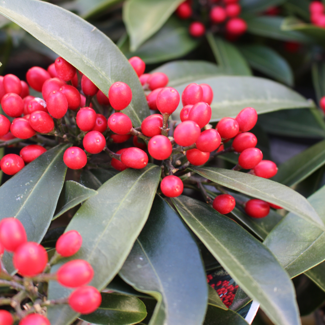 Skimmia Reevesiana 1L