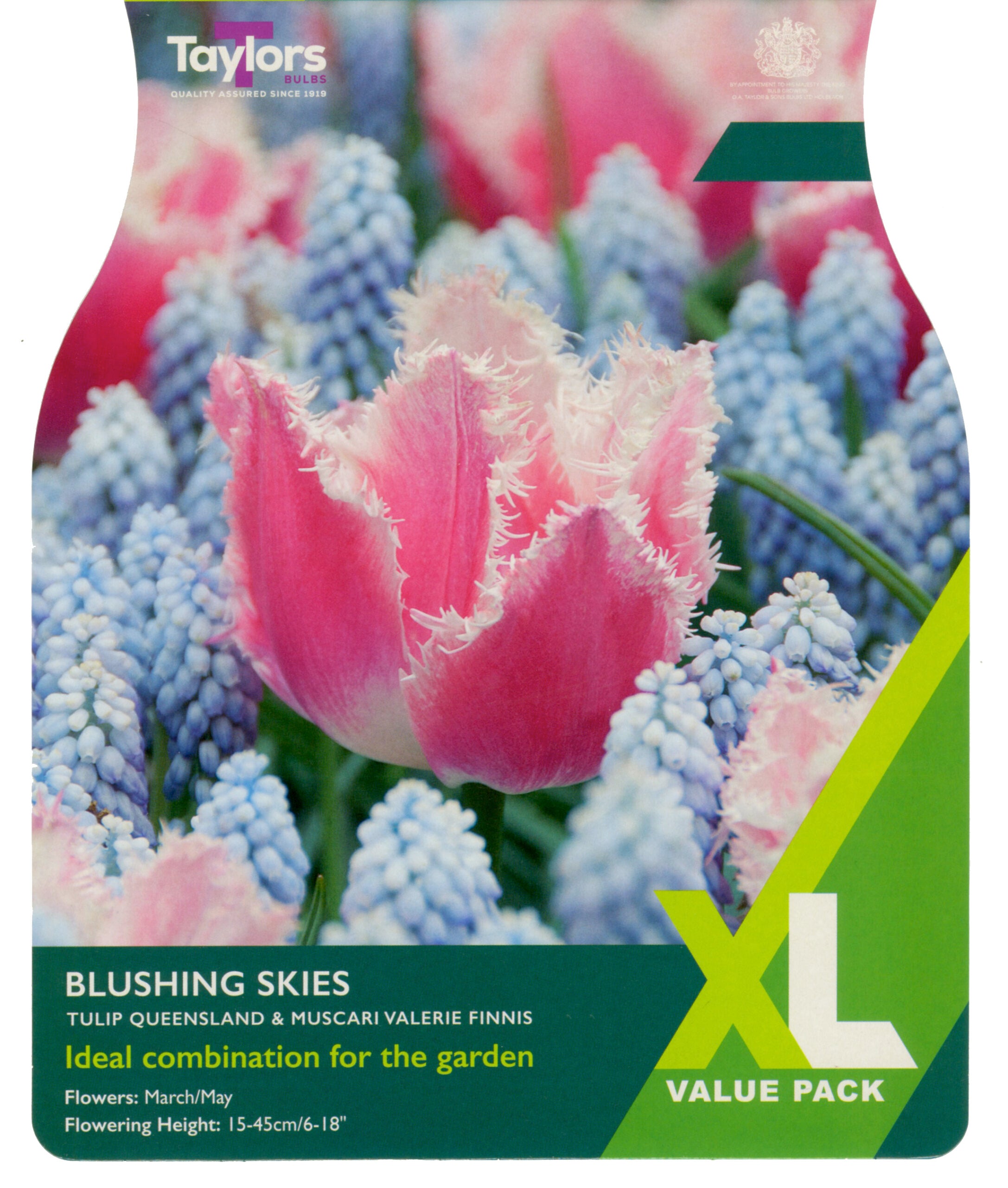 Taylor's Bulbs Blushing Skies XL Value Pack