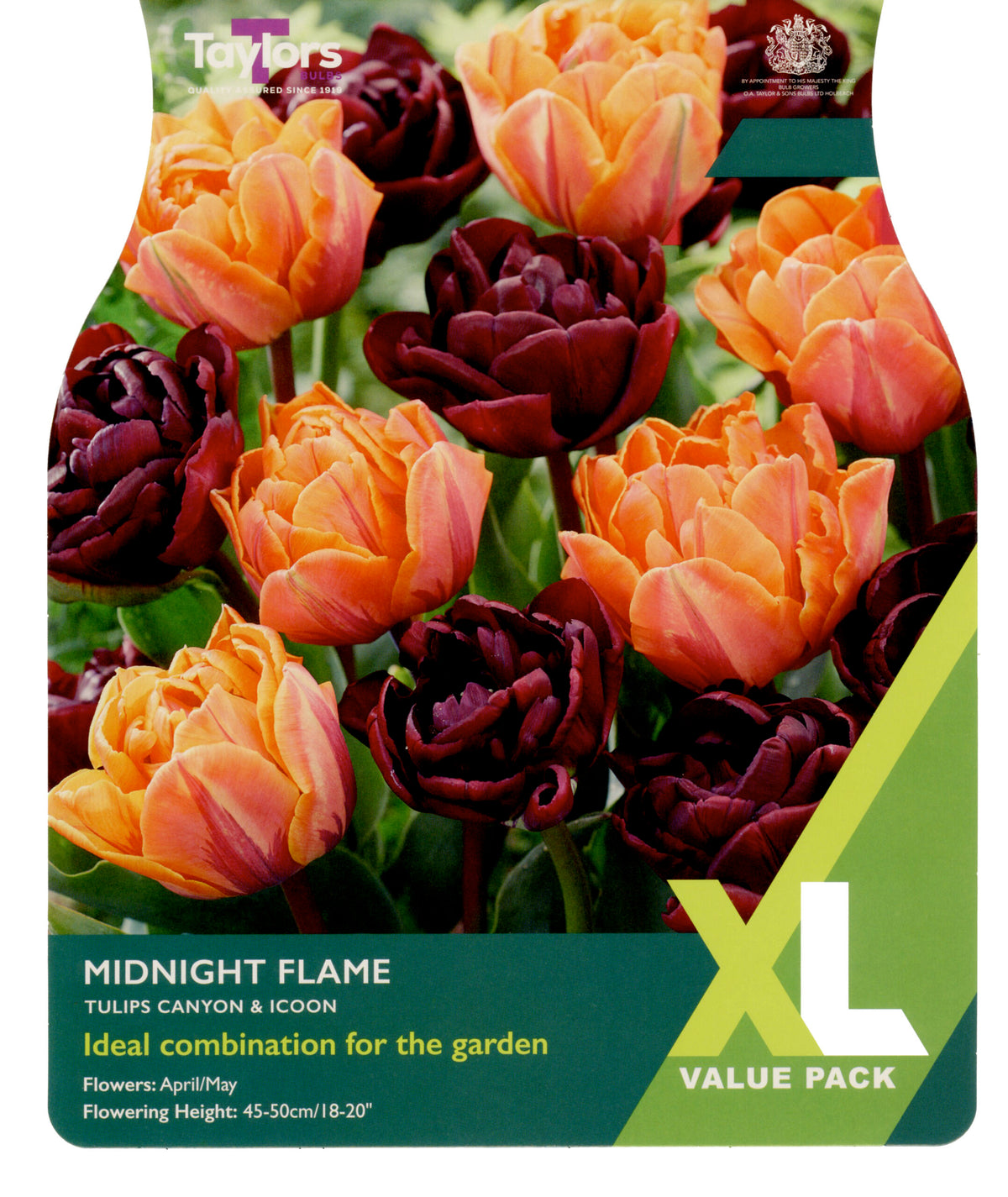 Taylor's Bulbs XL Value Pack Tulip Midnight Flame