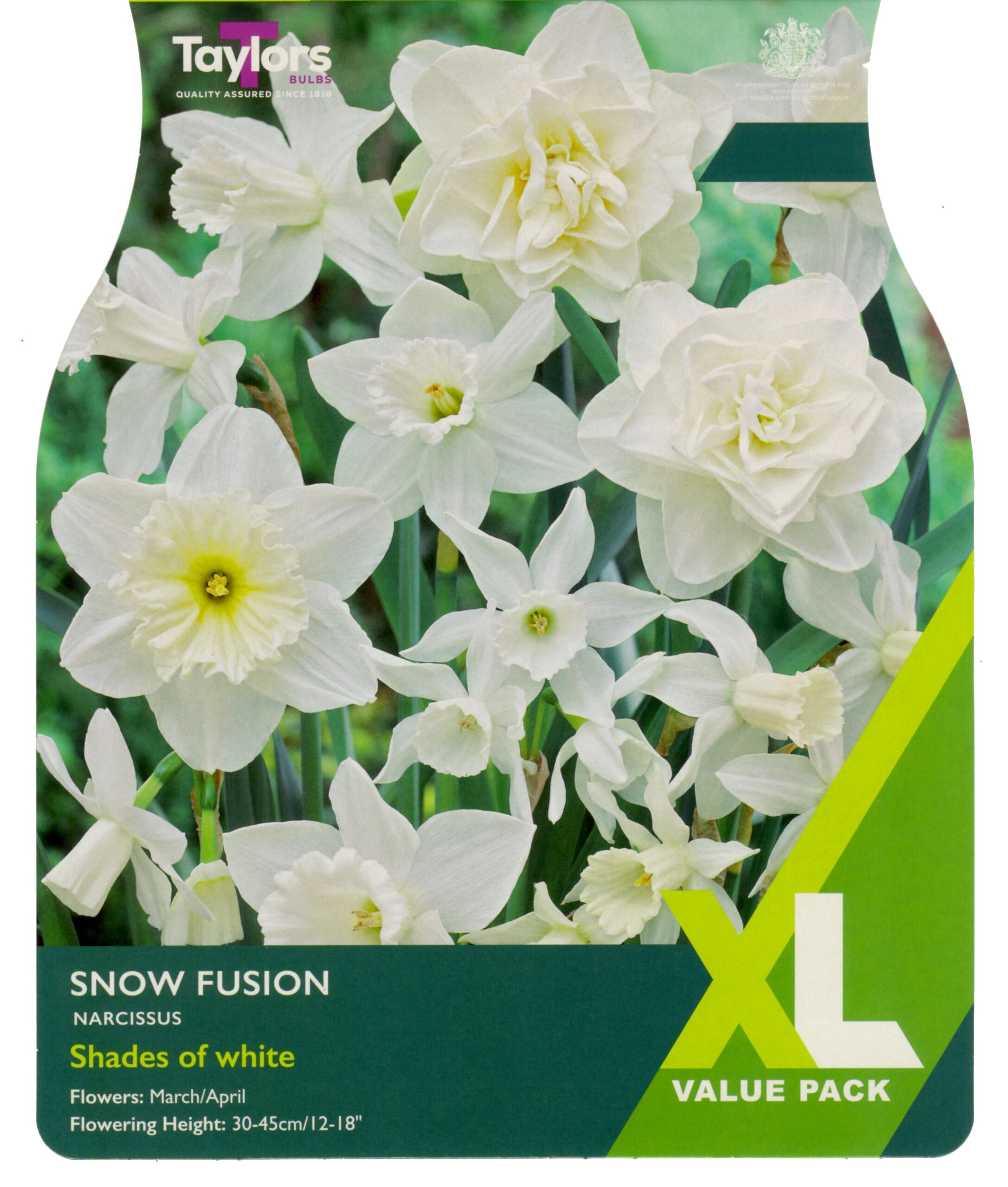 Taylor's Bulbs Narcissus Snow Fusion XL Value Pack