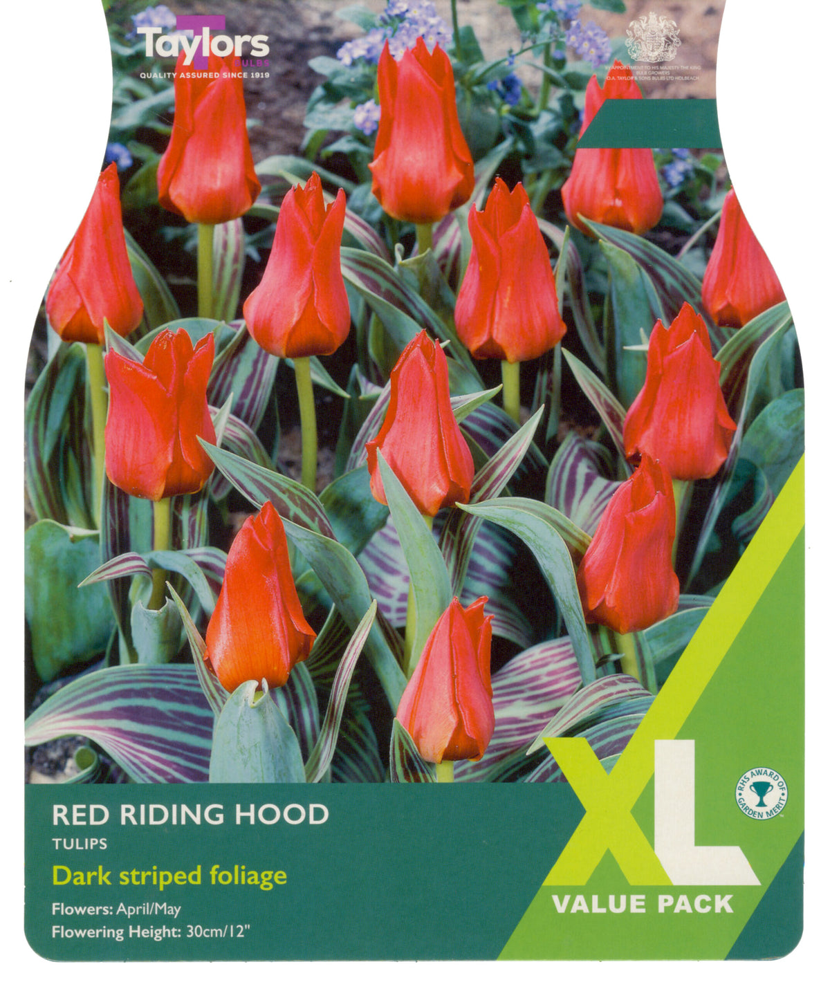 Taylor's Bulbs XL Value Pack Tulip Red Riding Hood