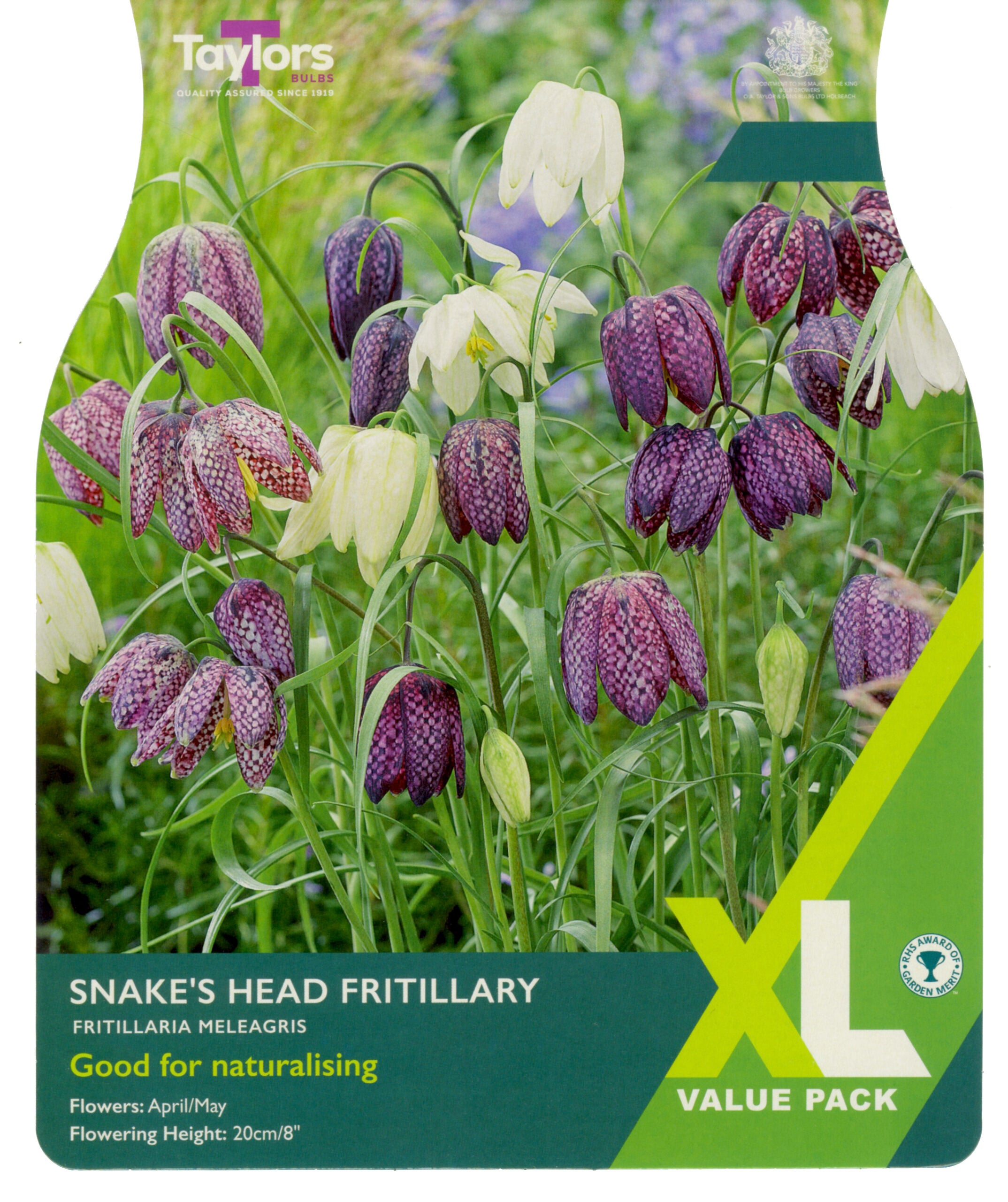 Taylor's Bulbs XL Value Pack Fritillaria Meleagris