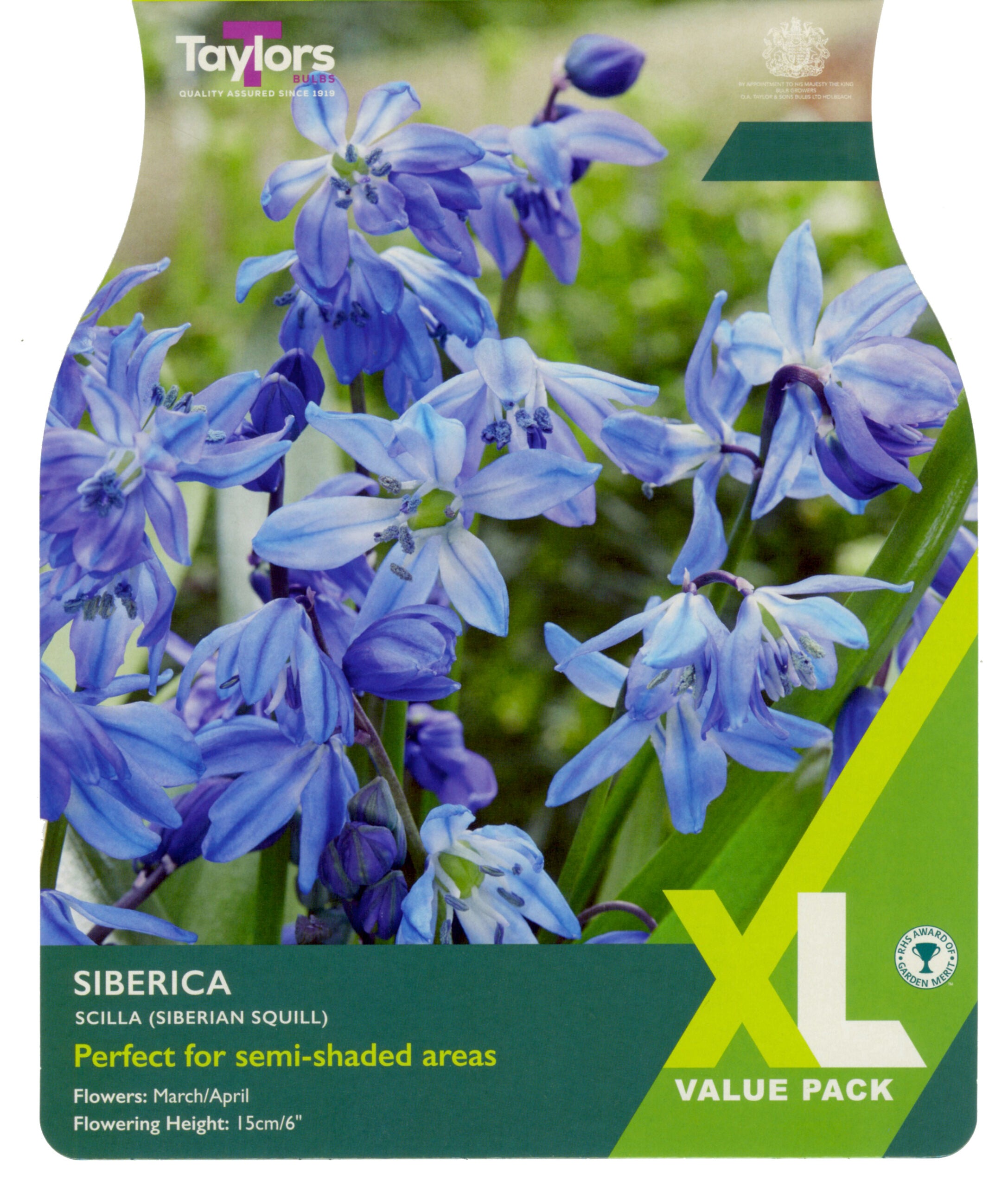 Taylor's Bulbs XL Value Pack Scilla Siberica