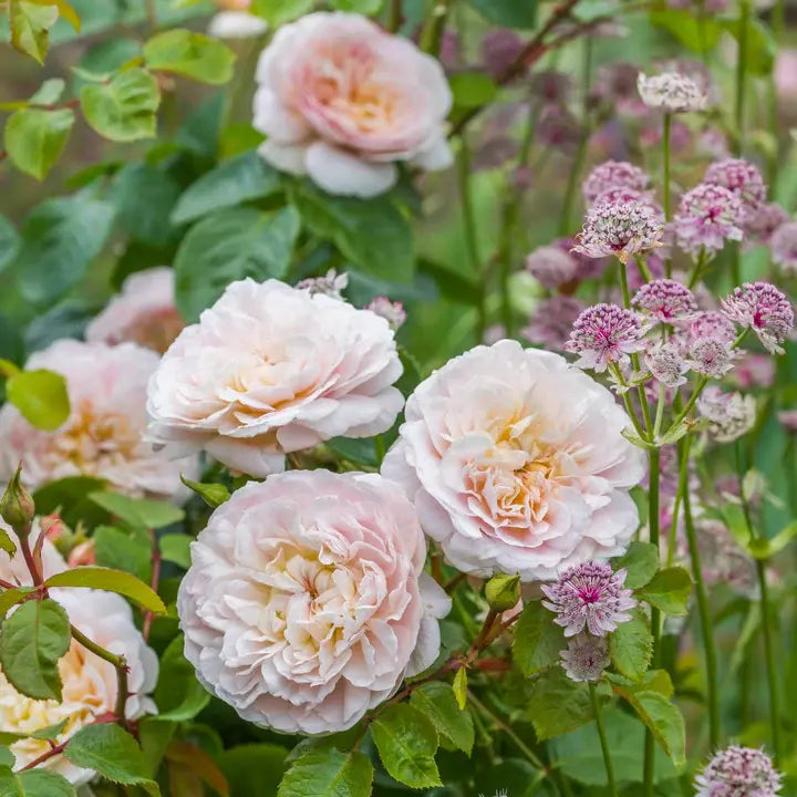 Rosa Emily Bronte 6L
