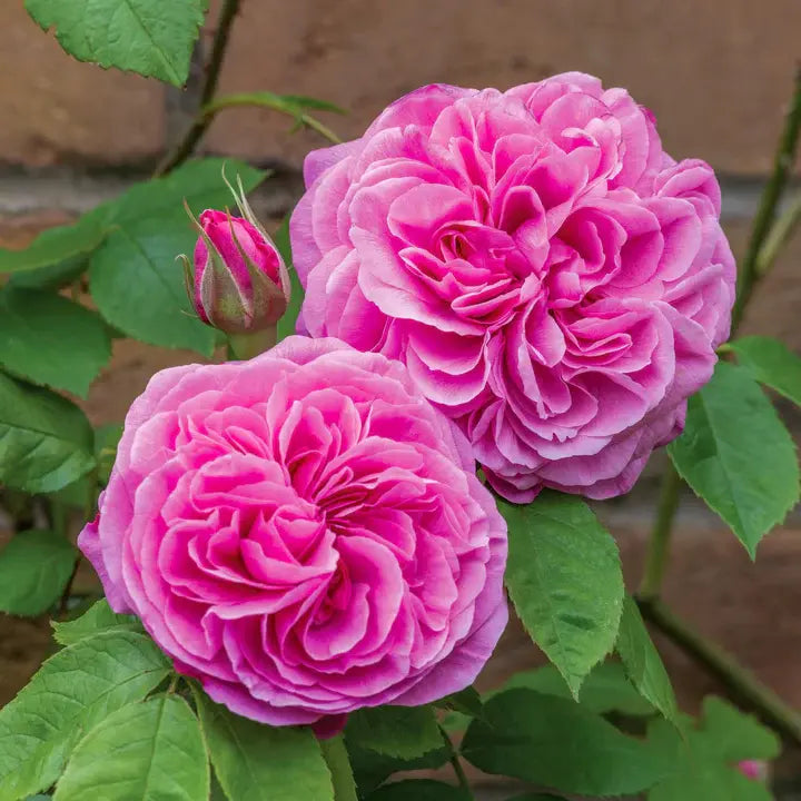 Rosa Gertrude Jekyll  6L