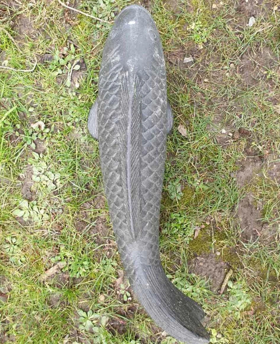 Tripod Koi 40cm