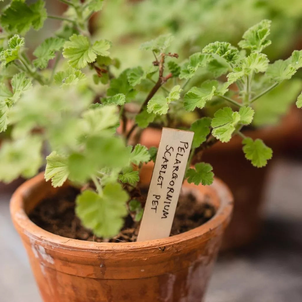 Gardman Wooden Plant Labels